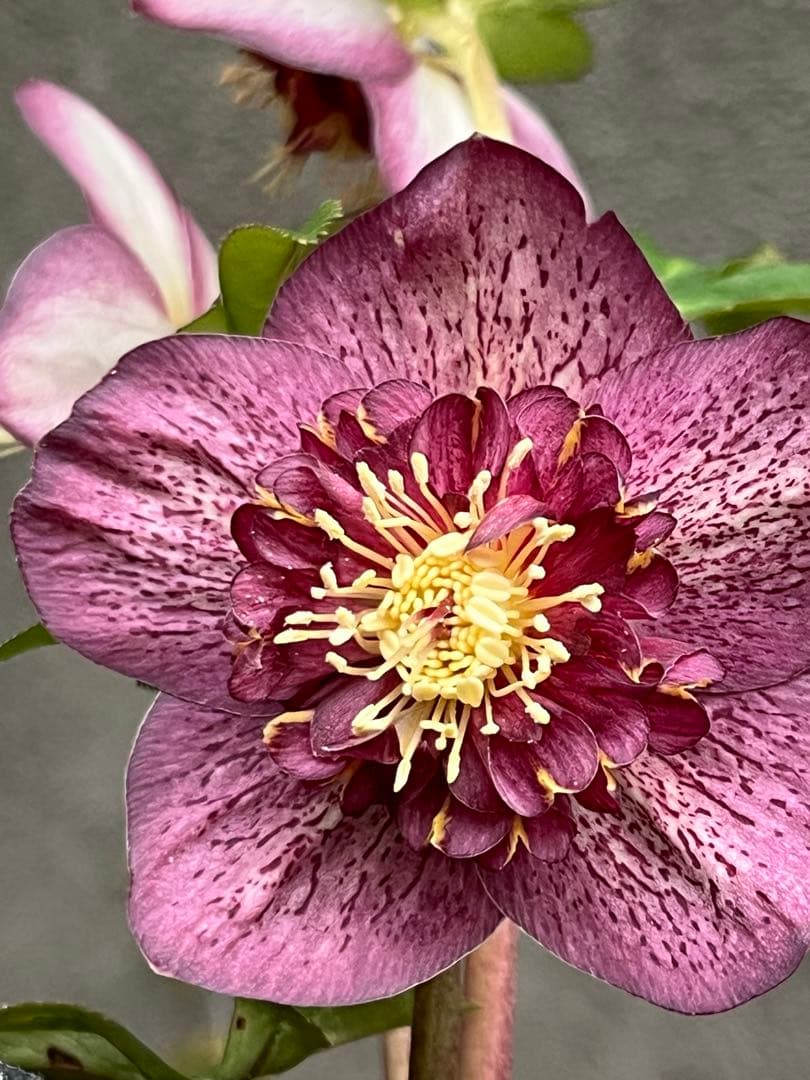 クリスマスローズ セミダブル　ゴールド交配