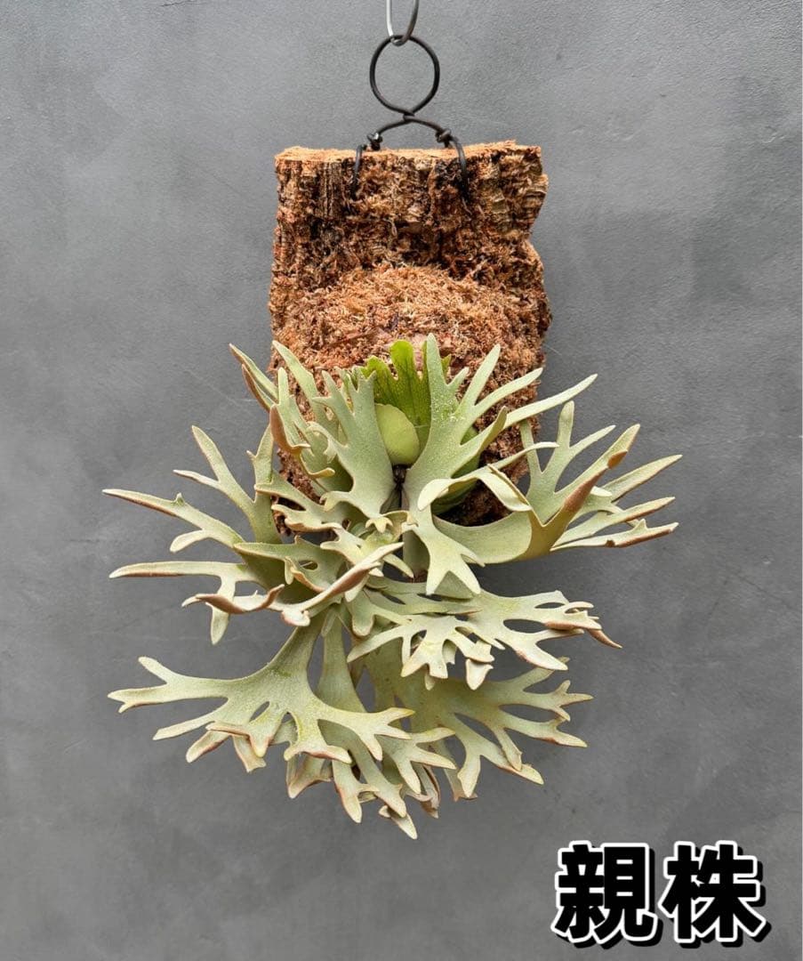 ルゴッサ　ビカクシダwillinckii Golden Boy spore