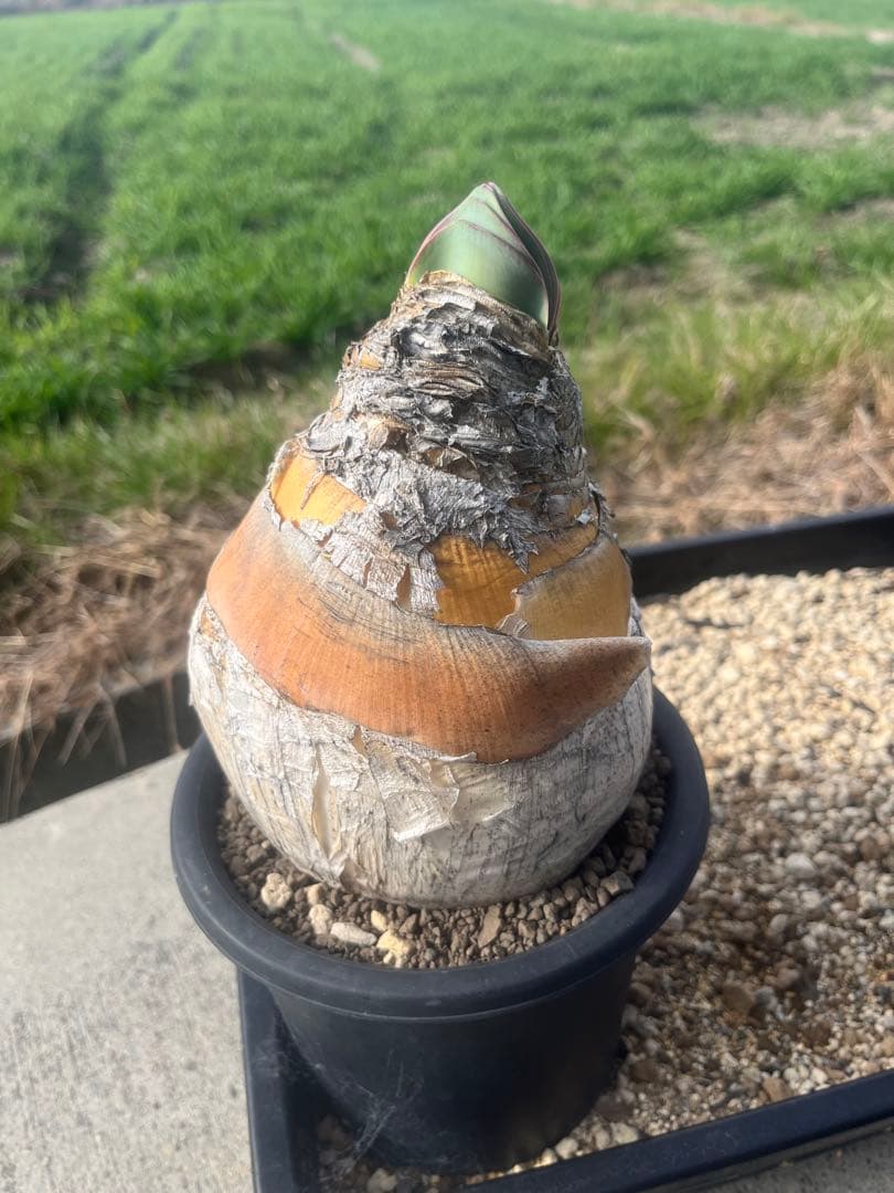 新春特価　ブーファン　ハエマンソイデス　鉢ごと発送　発根済