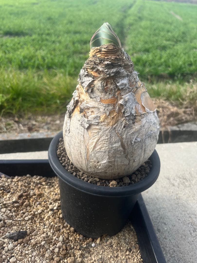 新春特価　ブーファン　ハエマンソイデス　鉢ごと発送　発根済