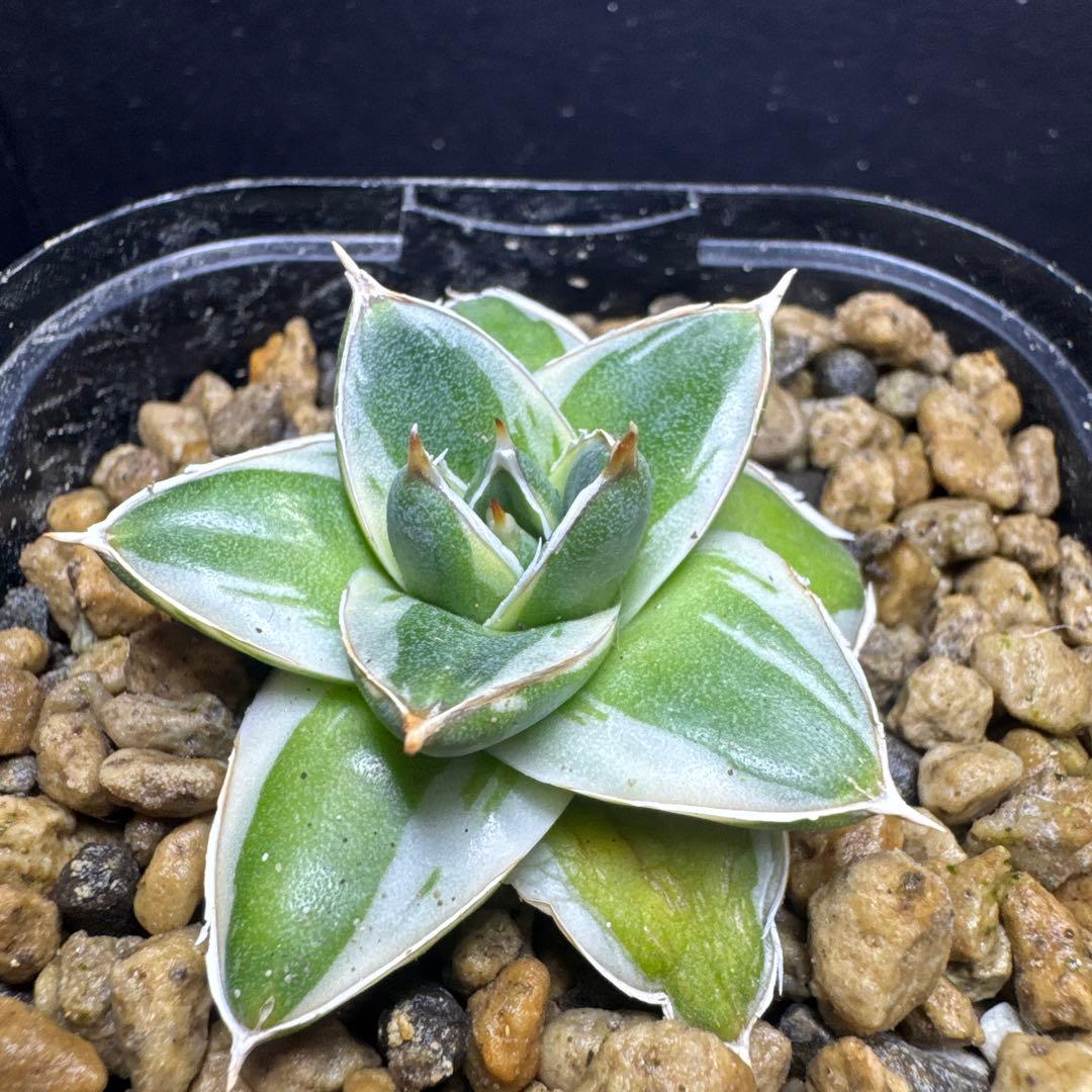 アガベピンキー王妃笹の雪A型　白覆輪　②