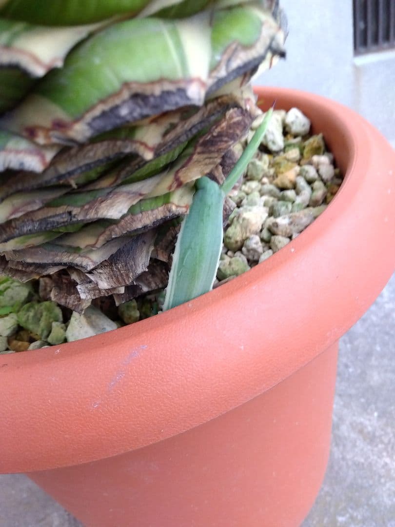 よっち　アガベ　ハクセンコウ　白閃光