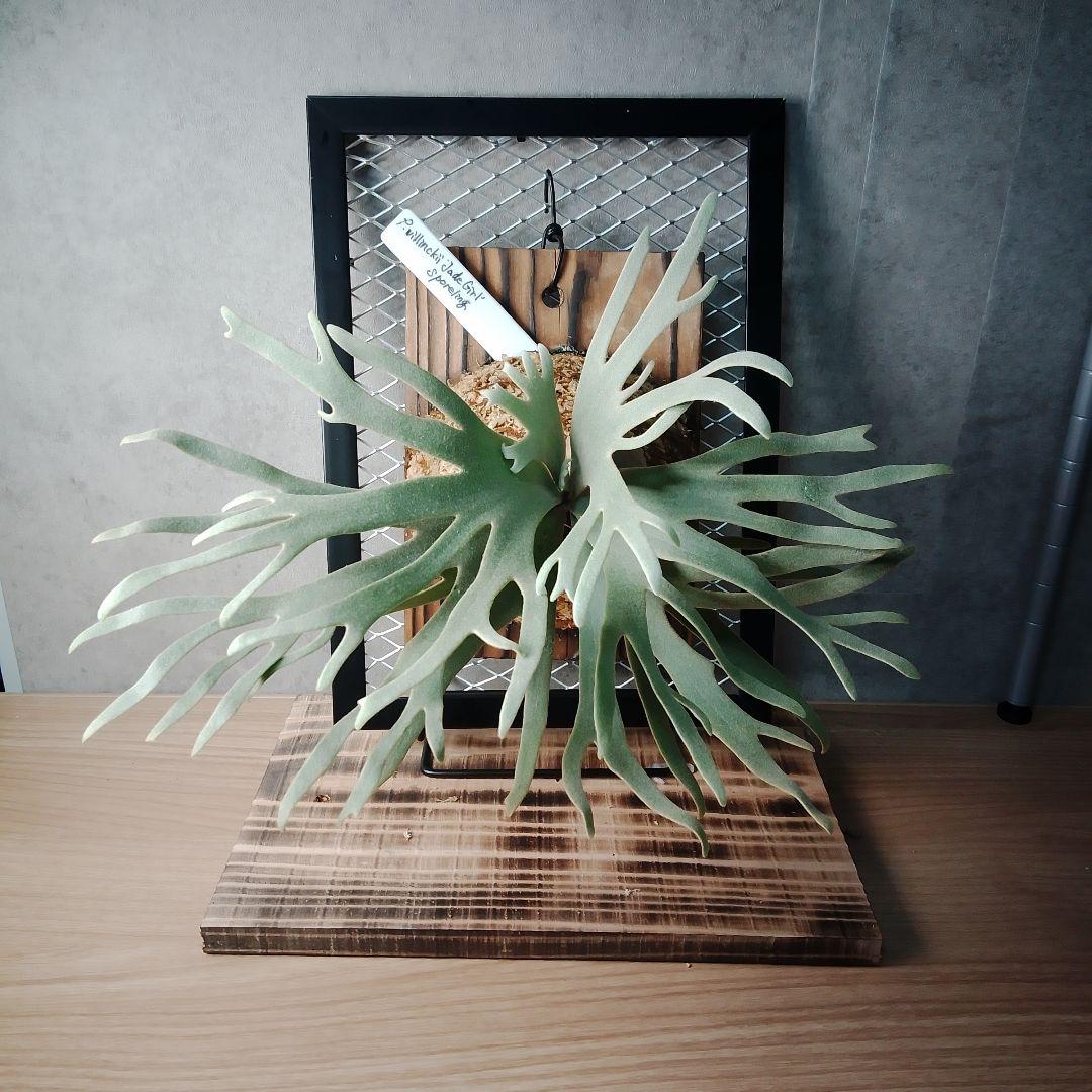 P.willinckii Jade Girl ジェイドガール