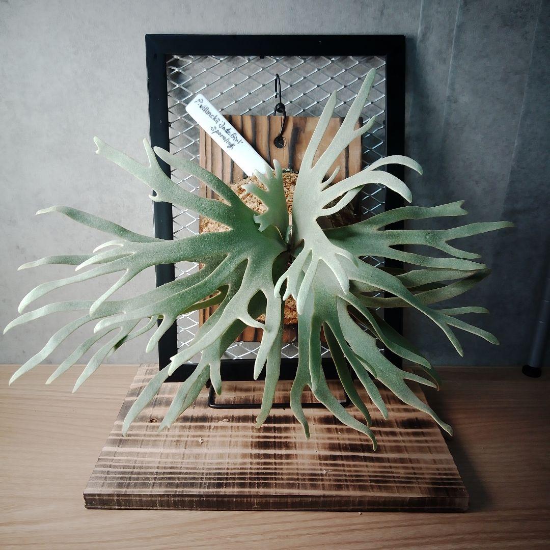 P.willinckii Jade Girl ジェイドガール