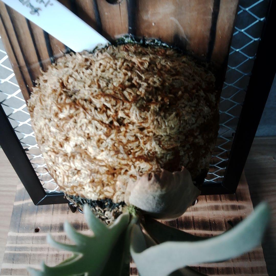 P.willinckii Jade Girl ジェイドガール