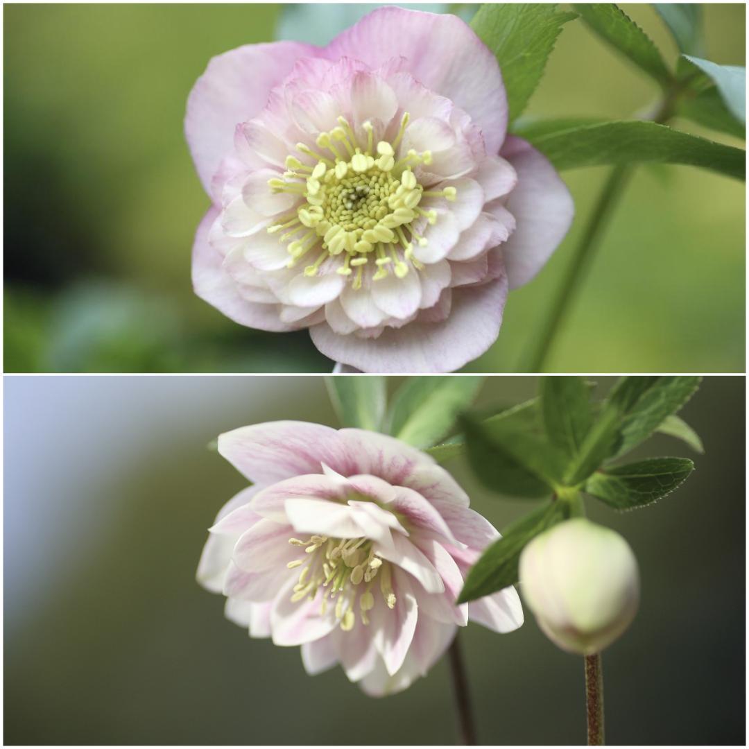 kosiyo0102「歳末セール」クリスマスローズ 小苗 セット