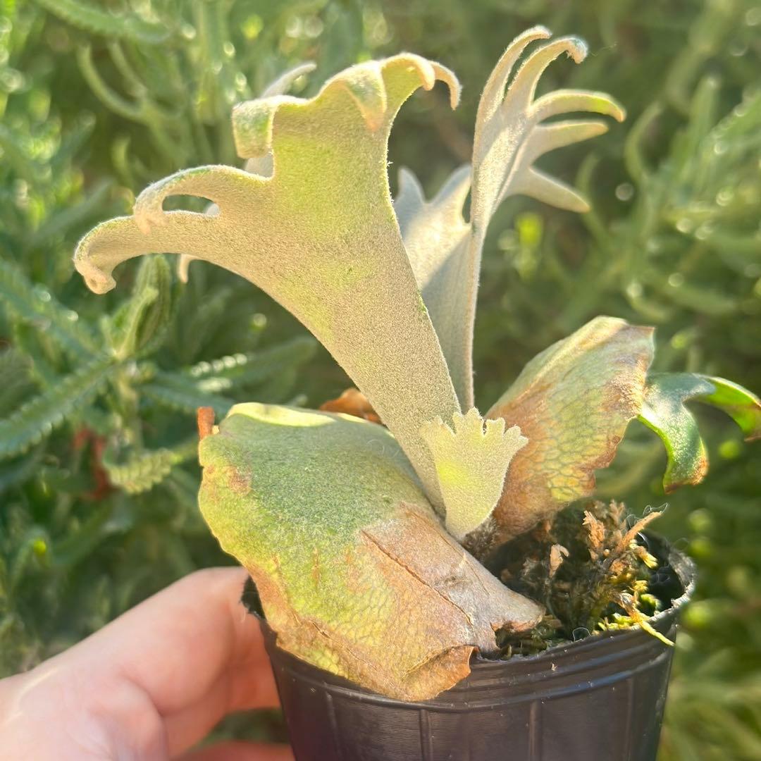 Yellow moon dwarf ’totoro’ spore 418