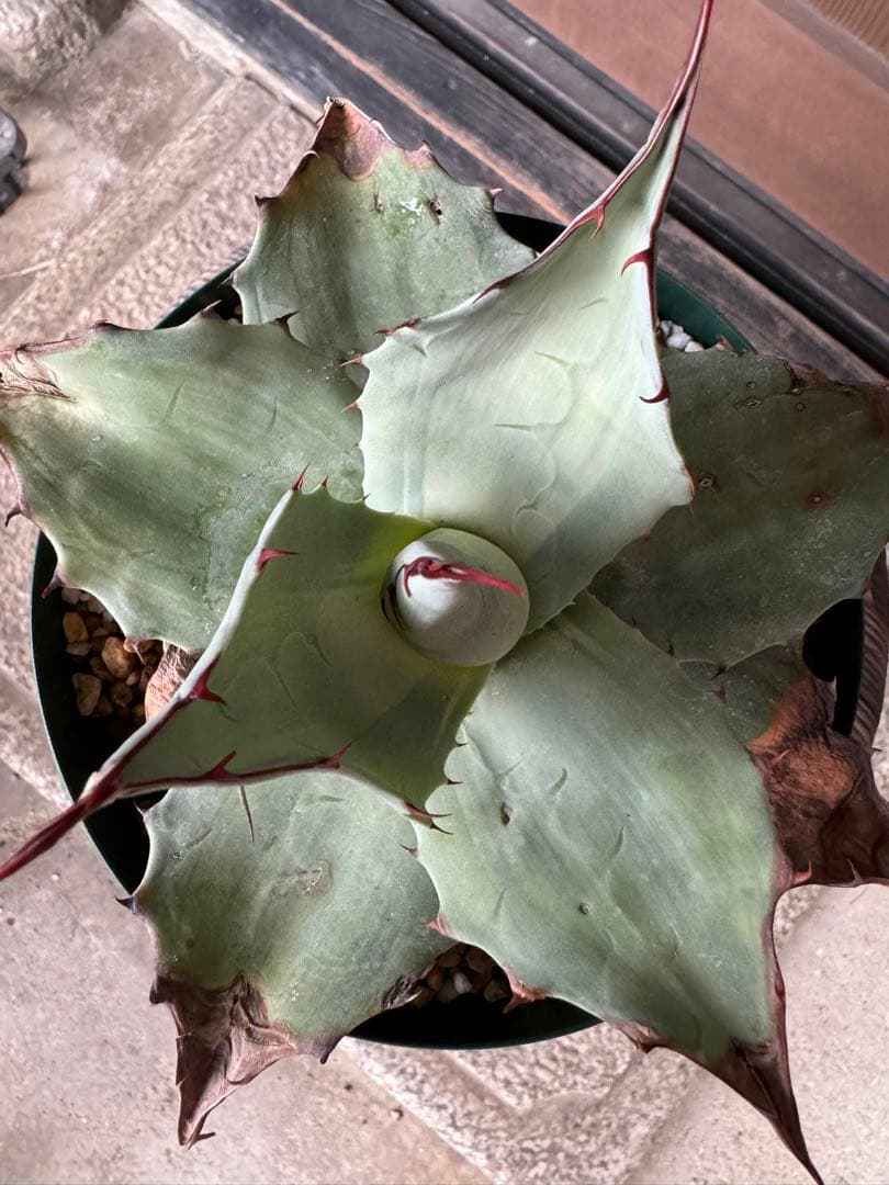 アガベ Agave ovatifolia 'Awakening Angel' 202