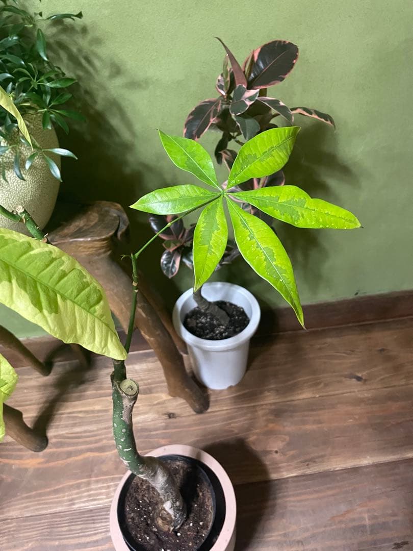 パキラ　ムーンライト　接木