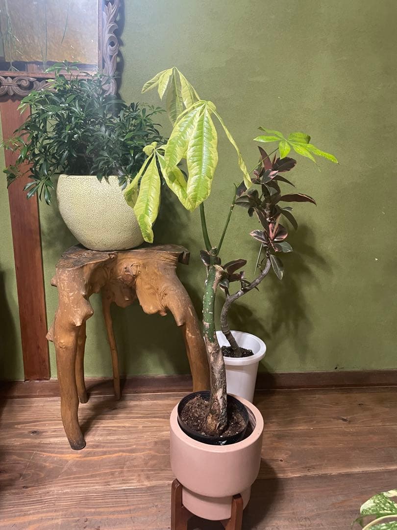 パキラ　ムーンライト　接木