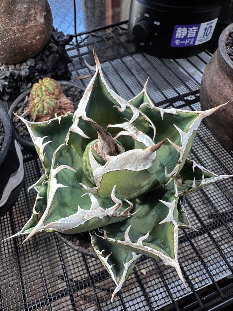 アガベSAD育成株