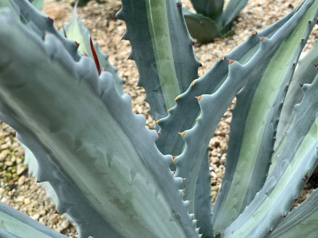 【特選】プロトアメリカーナ⭐︎レモンライム✴︎シルバーライム✴︎極上美株✴︎抜き苗発送