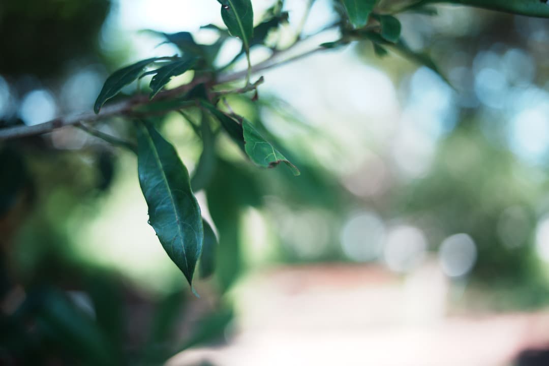 【整備＆テスト済】Canon New FD 35mm F2 キャノン 482