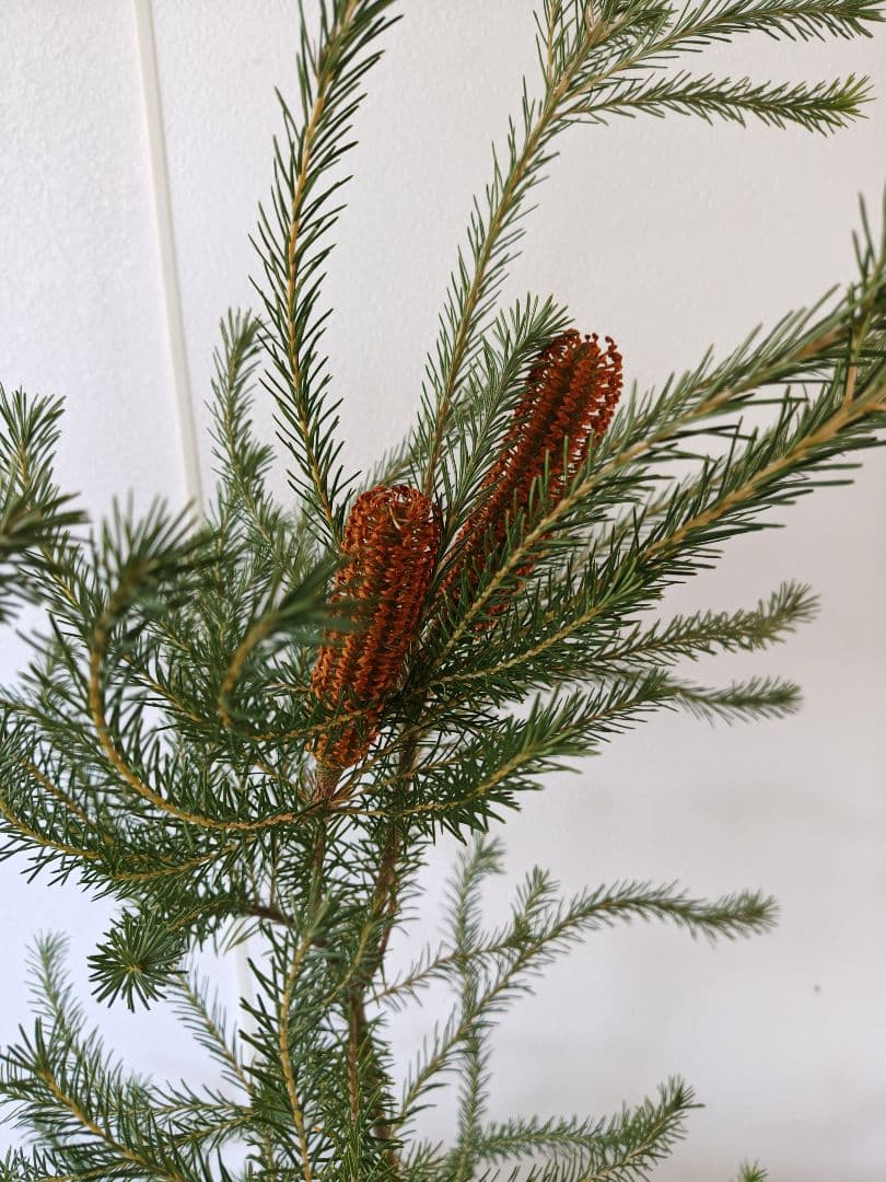 ヒースバンクシア　花付き