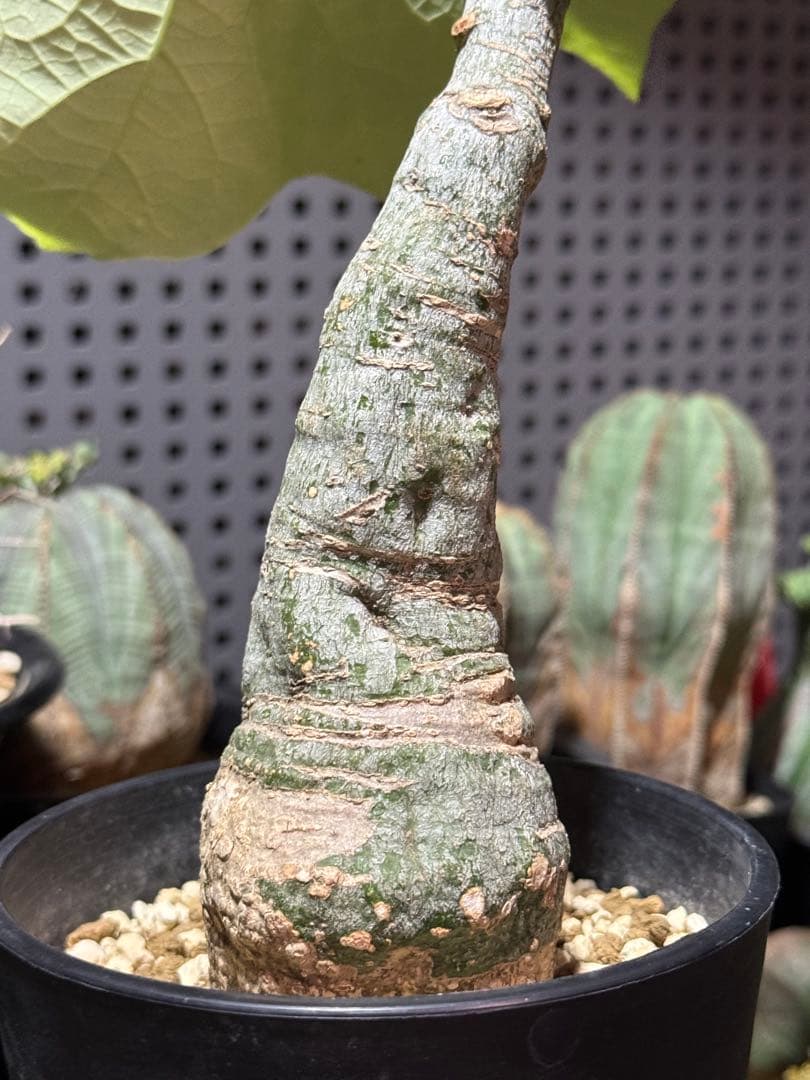 アデニア　クリスタルグリーン　(グラウカ　スピノーサ　ペチュエリー　グロボーサ)