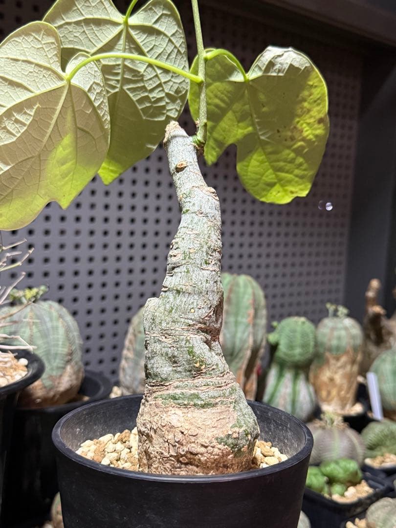 アデニア　クリスタルグリーン　(グラウカ　スピノーサ　ペチュエリー　グロボーサ)