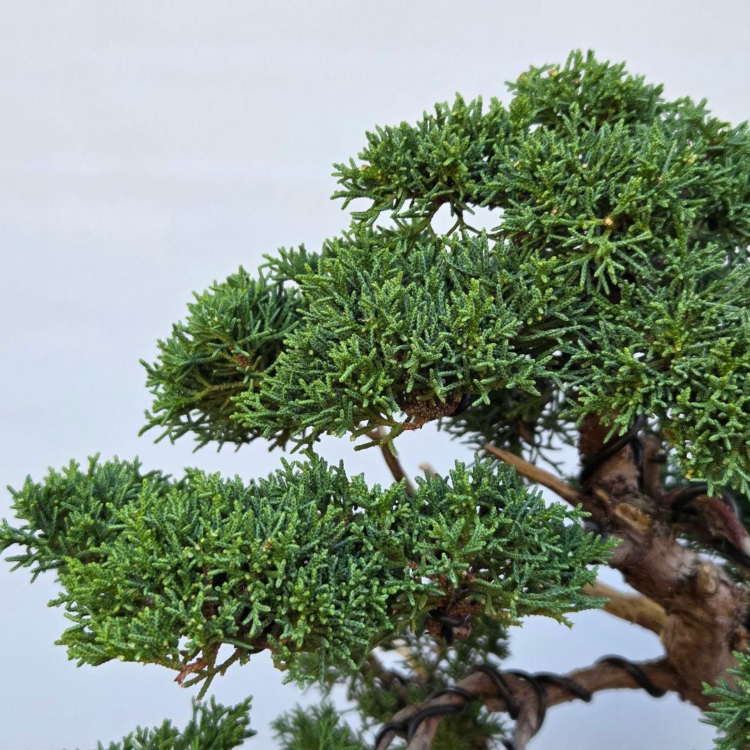 真柏　[模様木]　大品盆栽