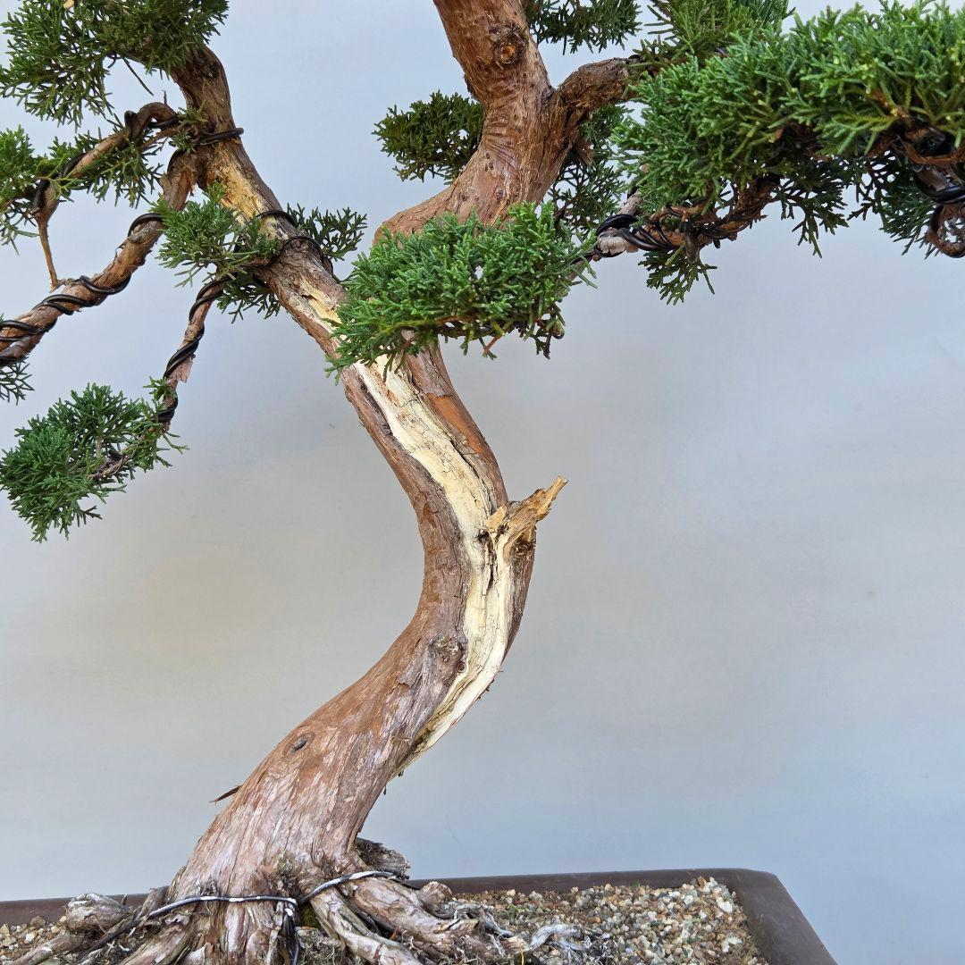 真柏　[模様木]　大品盆栽