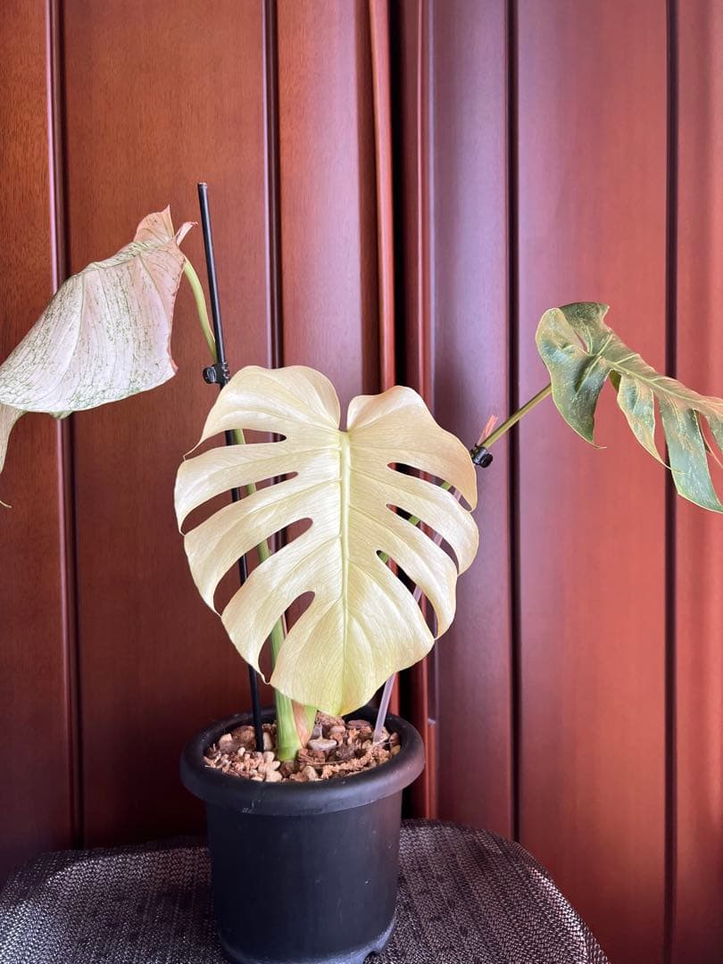 斑入りモンステラデリショーサホワイトモンスター