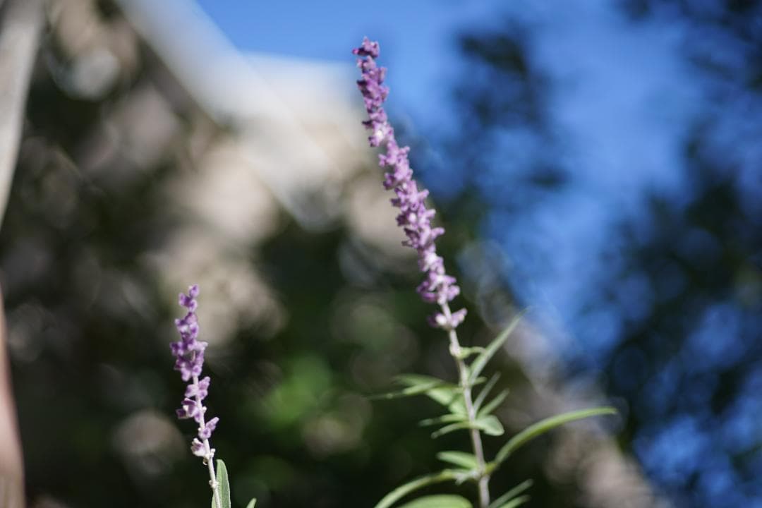 Micro-NIKKOR　105mm　1:2.8　Ai-S　前後キャップ付き