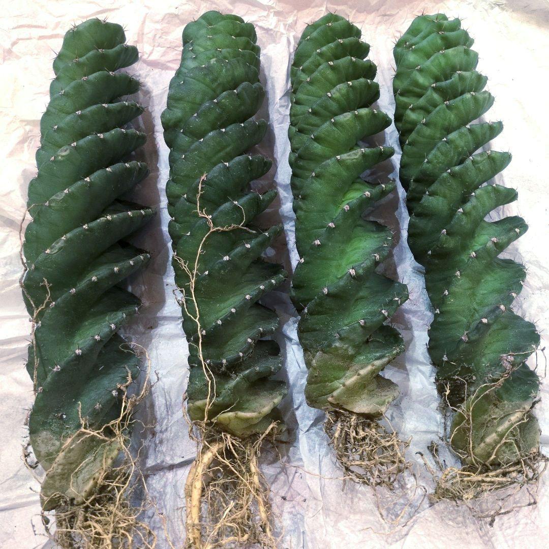 コ*ア様 セレウス スピラリス 4本セット　大株　サボテン　柱サボテン　アガベ