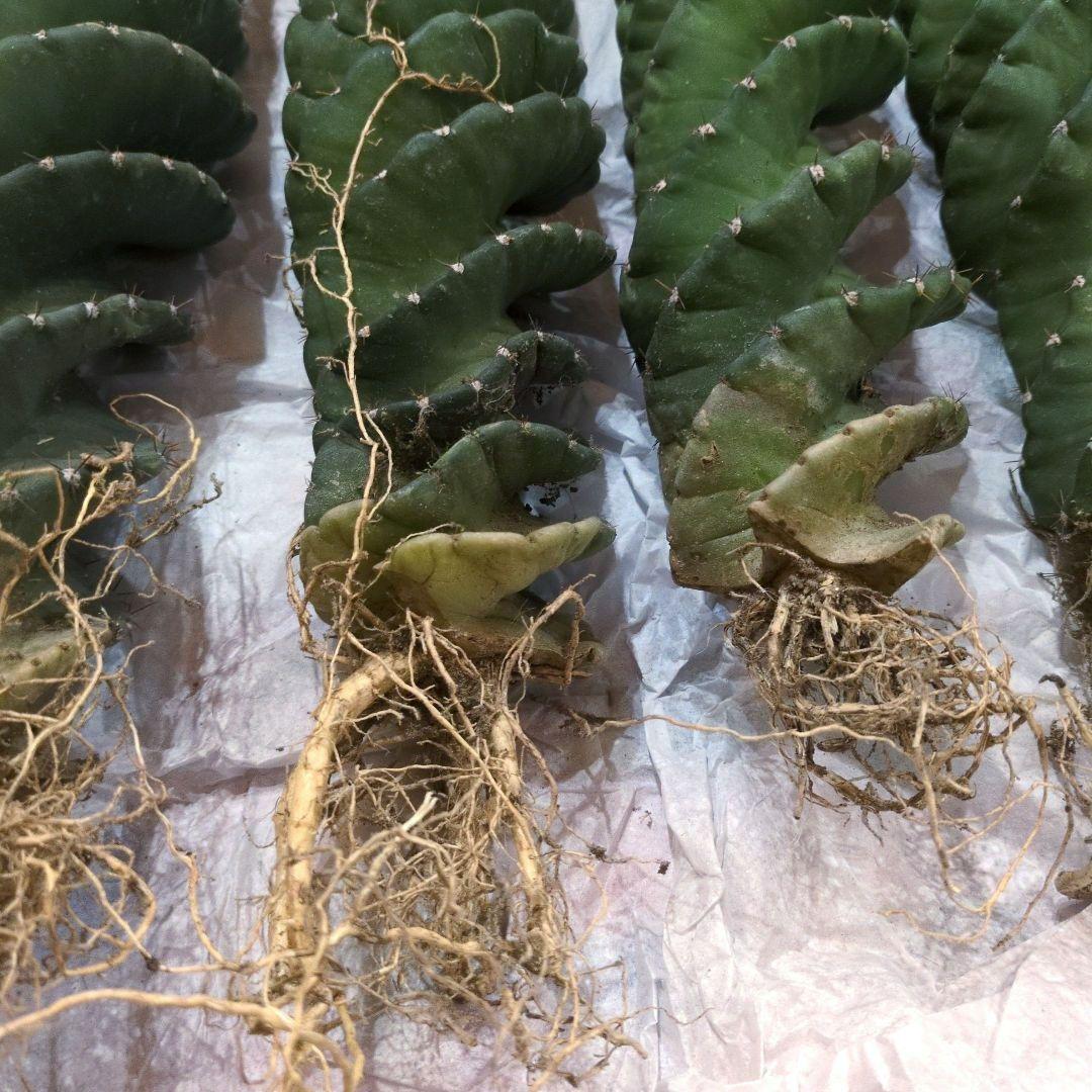 コ*ア様 セレウス スピラリス 4本セット　大株　サボテン　柱サボテン　アガベ