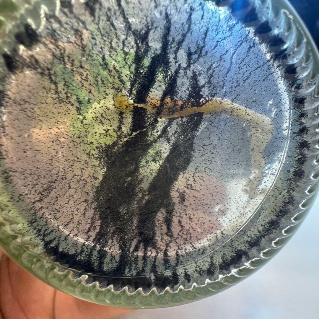 TC☆モンステラ　デリシオーサ　サイアムミント　組織培養株