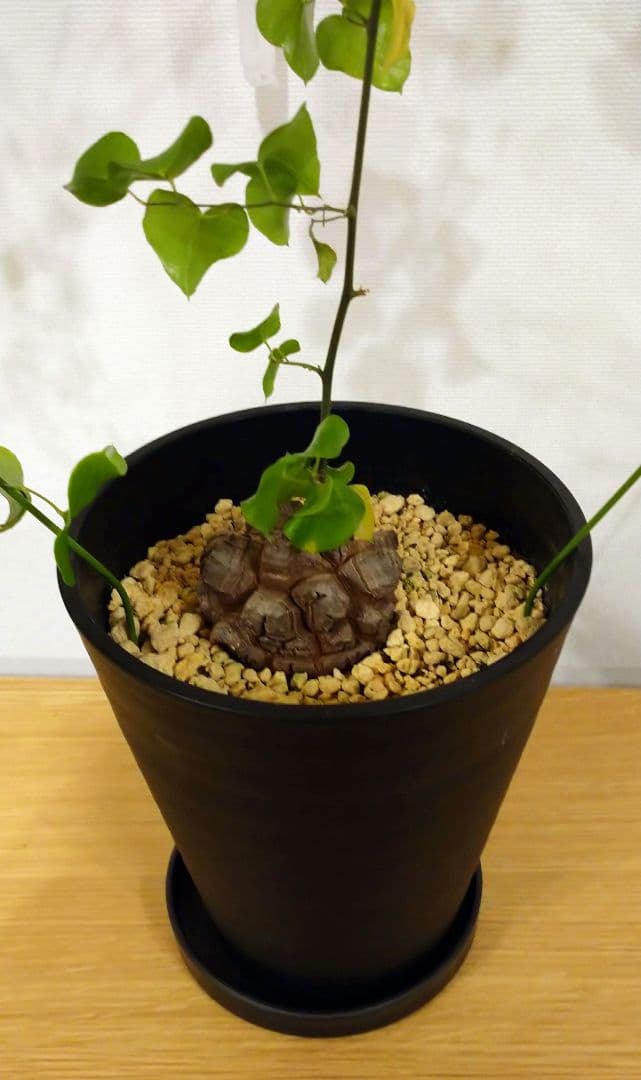 亀甲竜 バキボコ割れ 美株 ディオスコレア 塊根植物