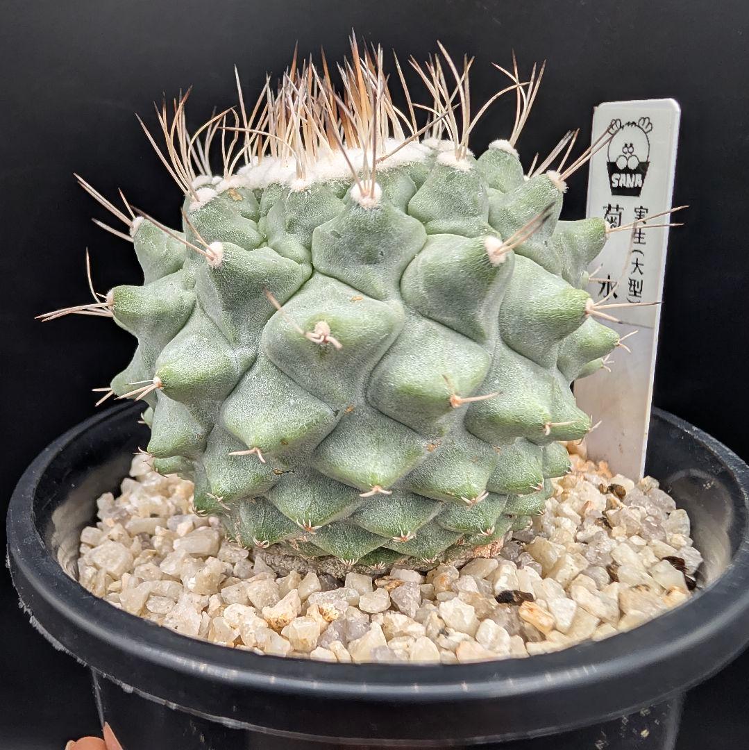 み*ん様 B 菊水 大型タイプ 実生 鉢植え メルカリ便送料込み