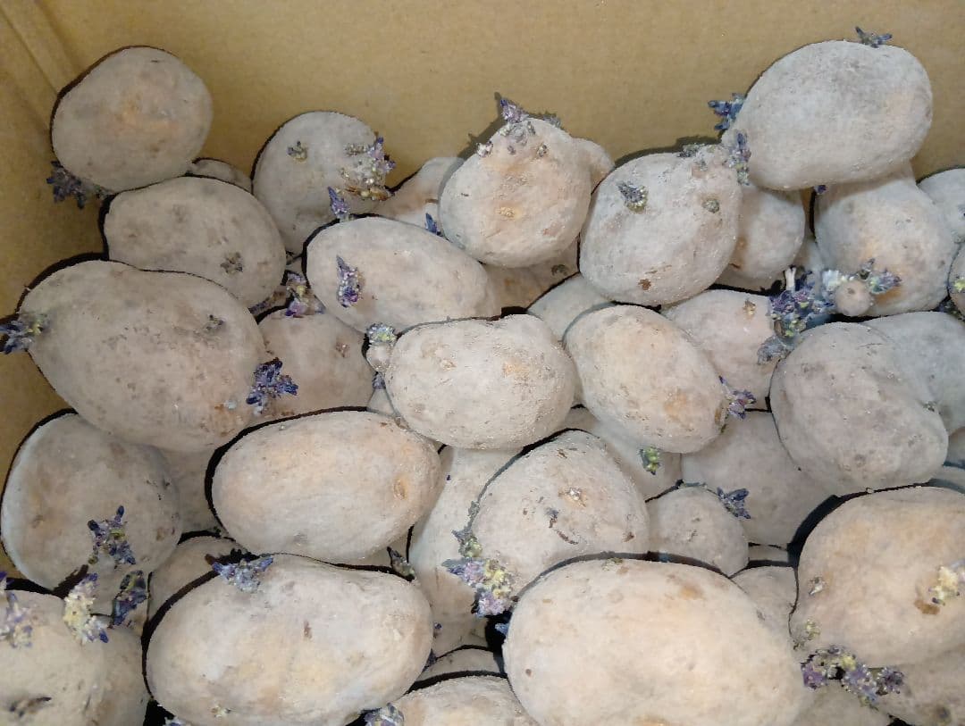 インカのめざめ 種芋 7kg④