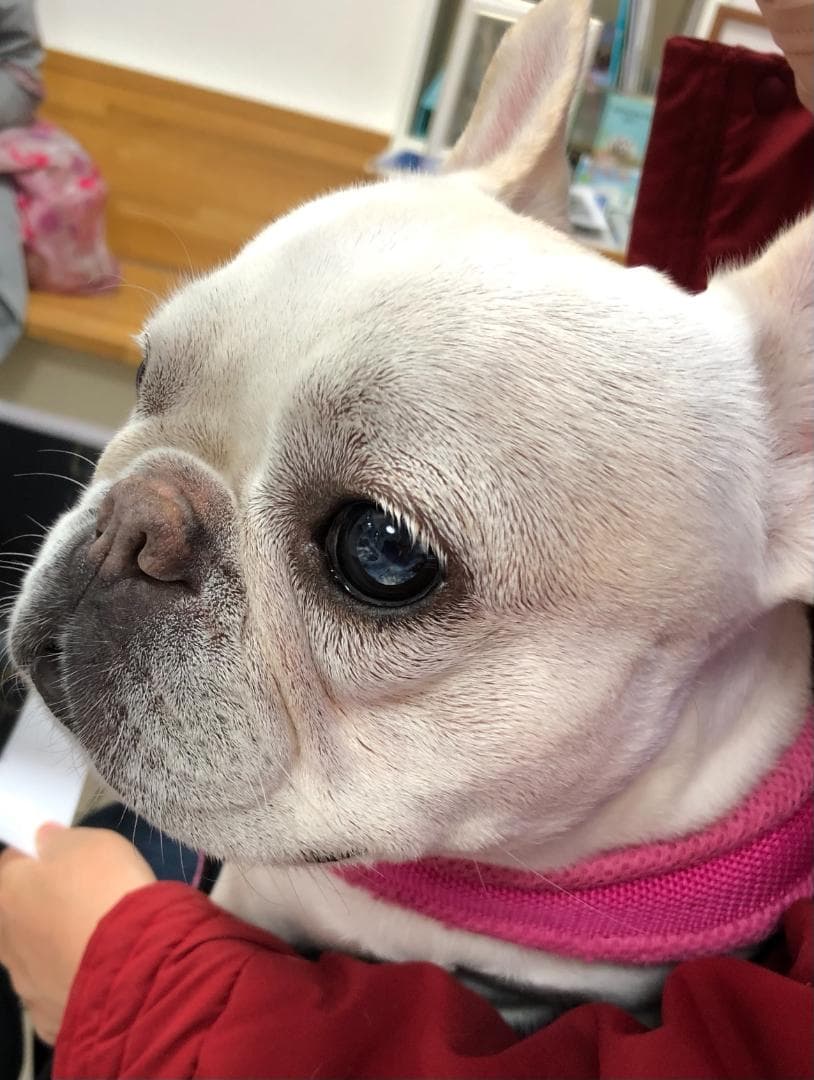 【お値下げ済み】 CANIN 消化器サポート低脂肪 3kg + おまけ