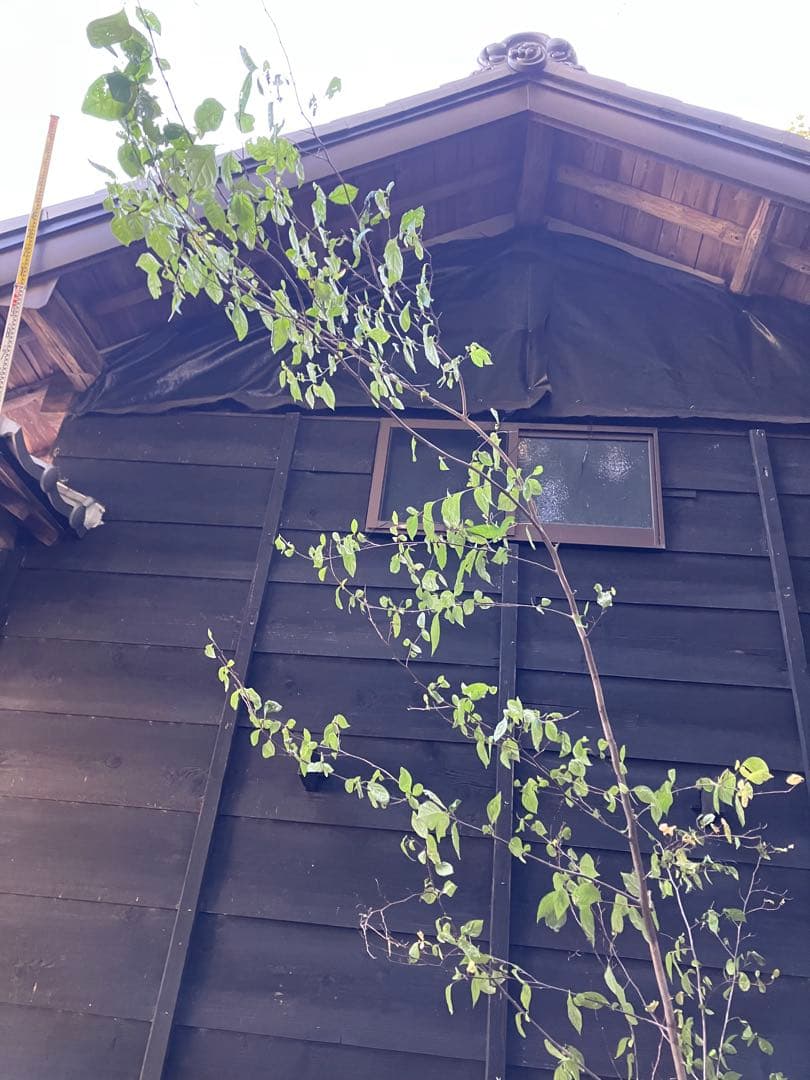 しし　 山採り　エゴノキ　40 アセビ