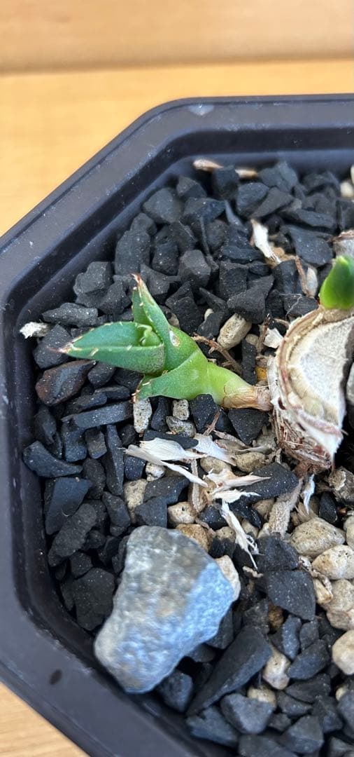 アガベ チタノタ　イタリアノーネーム　オテロイ実生　オテロイ実生　ハイブリッド