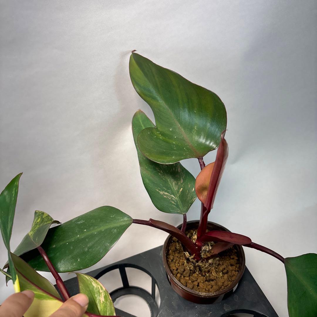 5株セットms140フィロデンドロン ストロベリー シェイク