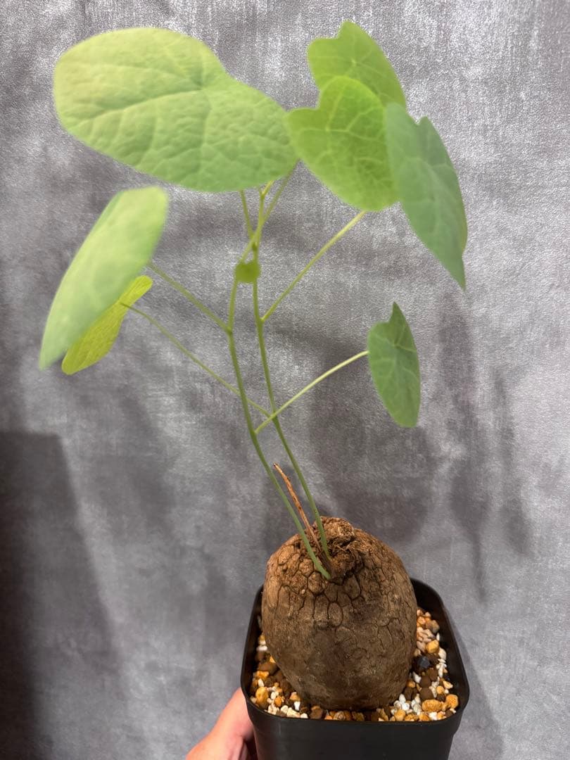 ステファニア・スベローサ斑入りチリ斑レア種美株￼