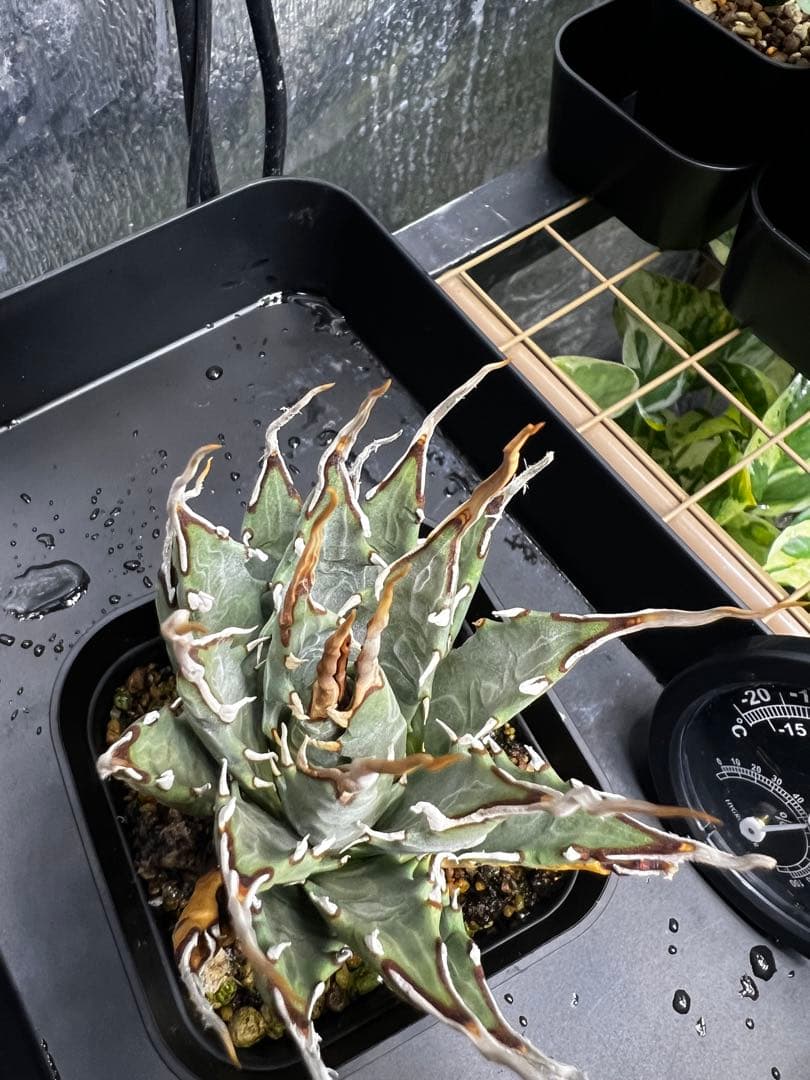 【現地球　発根済】ユタエンシス　エボリスピナ　おまけ付き