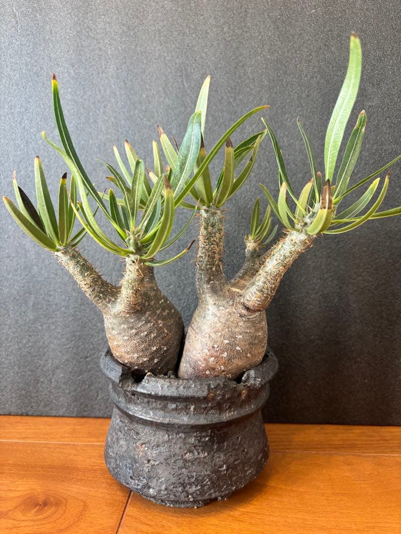 パキポディウム グラキリス (二頭)発根済み