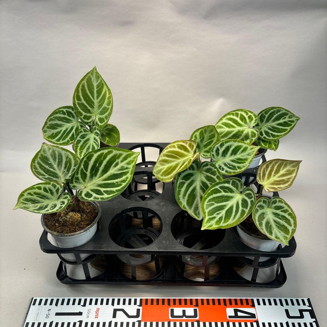 5株セットms66アンスリウム ドラヤキ Anthurium Dorayaki