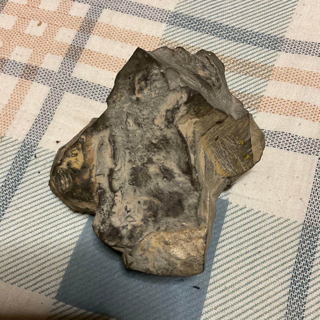 アンモナイトの化石　昭和５３年頃入手。【歴史の研究用に！】