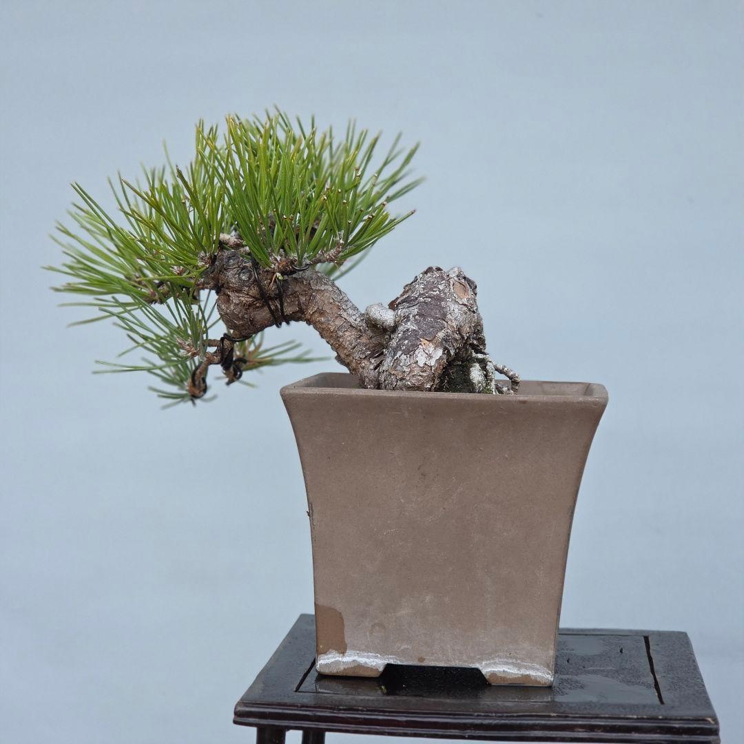 黒松　[半懸崖]　小品盆栽
