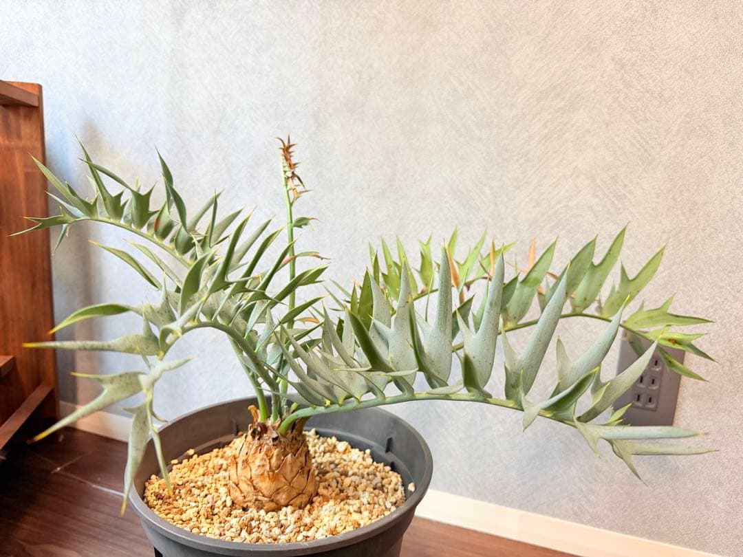 【南ア産】エンセファラルトス ホリダス(2025年12月最新画像あり)