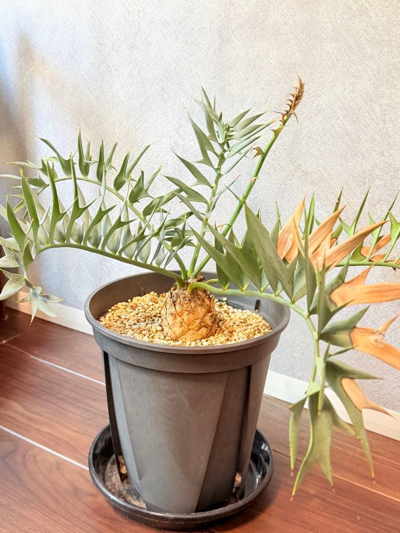 【南ア産】エンセファラルトス ホリダス(2025年12月最新画像あり)