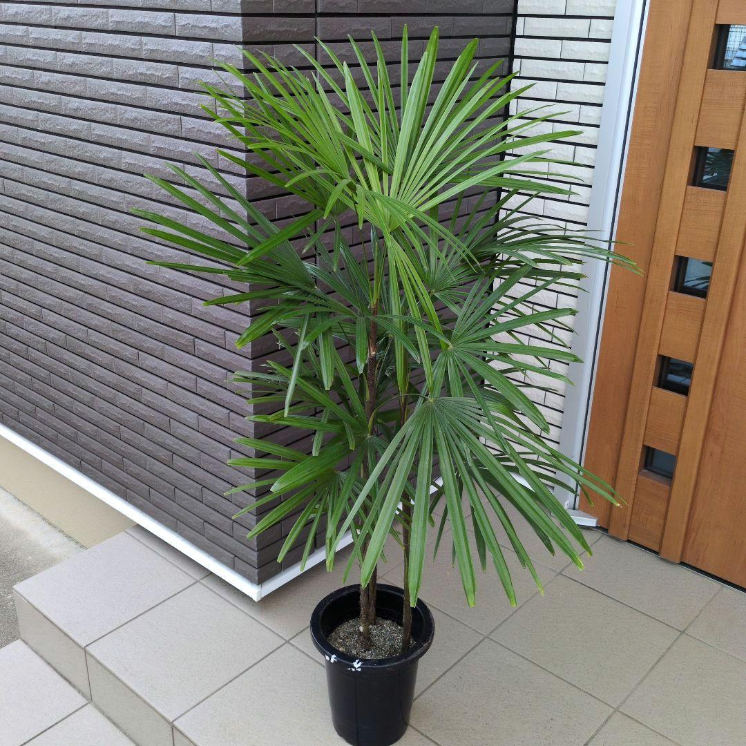 大型！観葉植物　棕櫚竹　シュロチク　開運招福　８号鉢