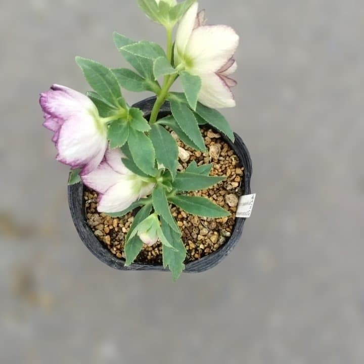 加藤農園。ヘレボルス苗 2本立て。 濃いピンク色の花 。開花株。 No47