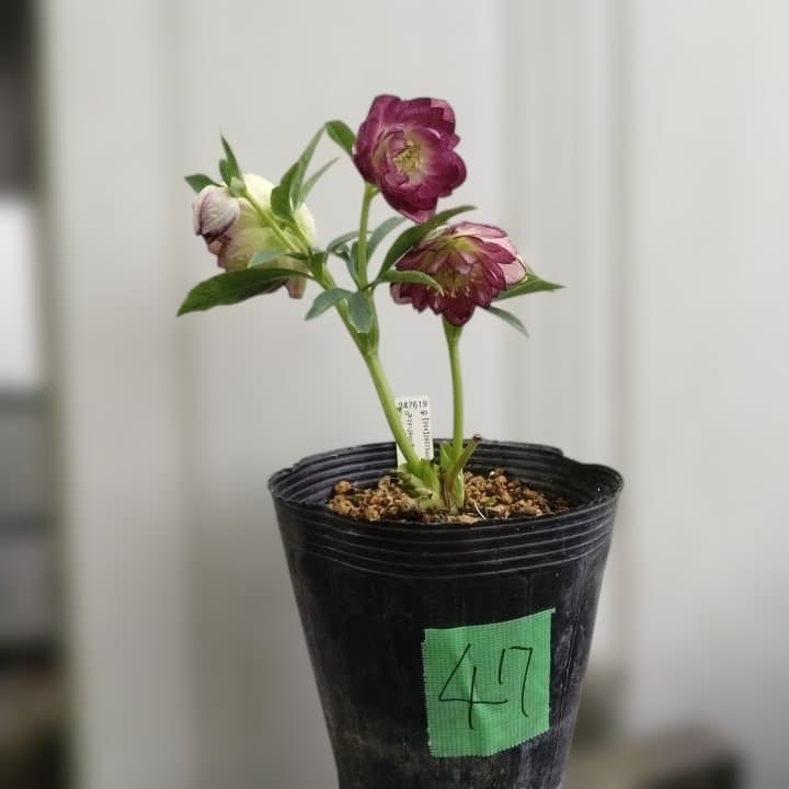 加藤農園。ヘレボルス苗 2本立て。 濃いピンク色の花 。開花株。 No47