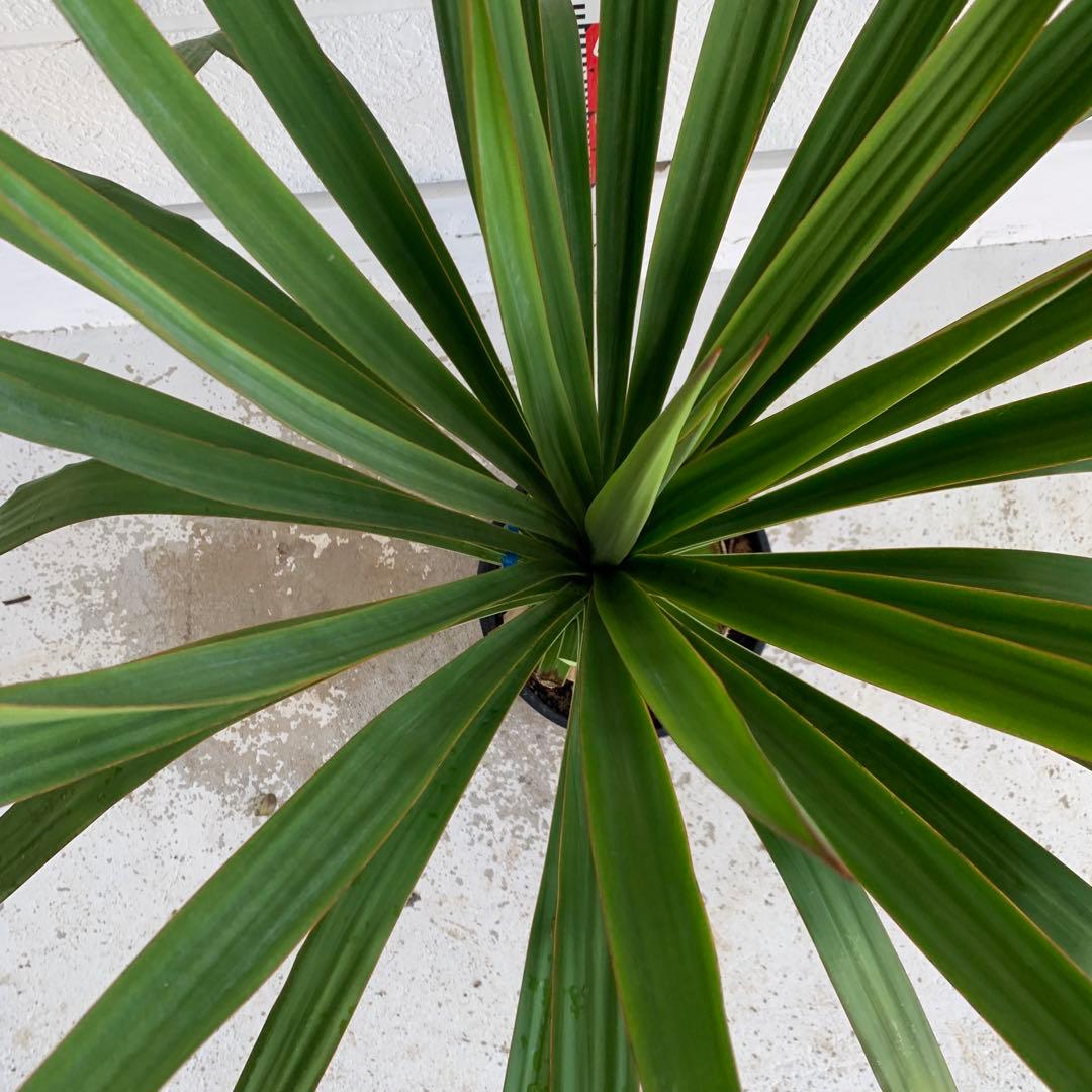 ユッカ　レクルビフォリア　ペンデュラ　ポット　33