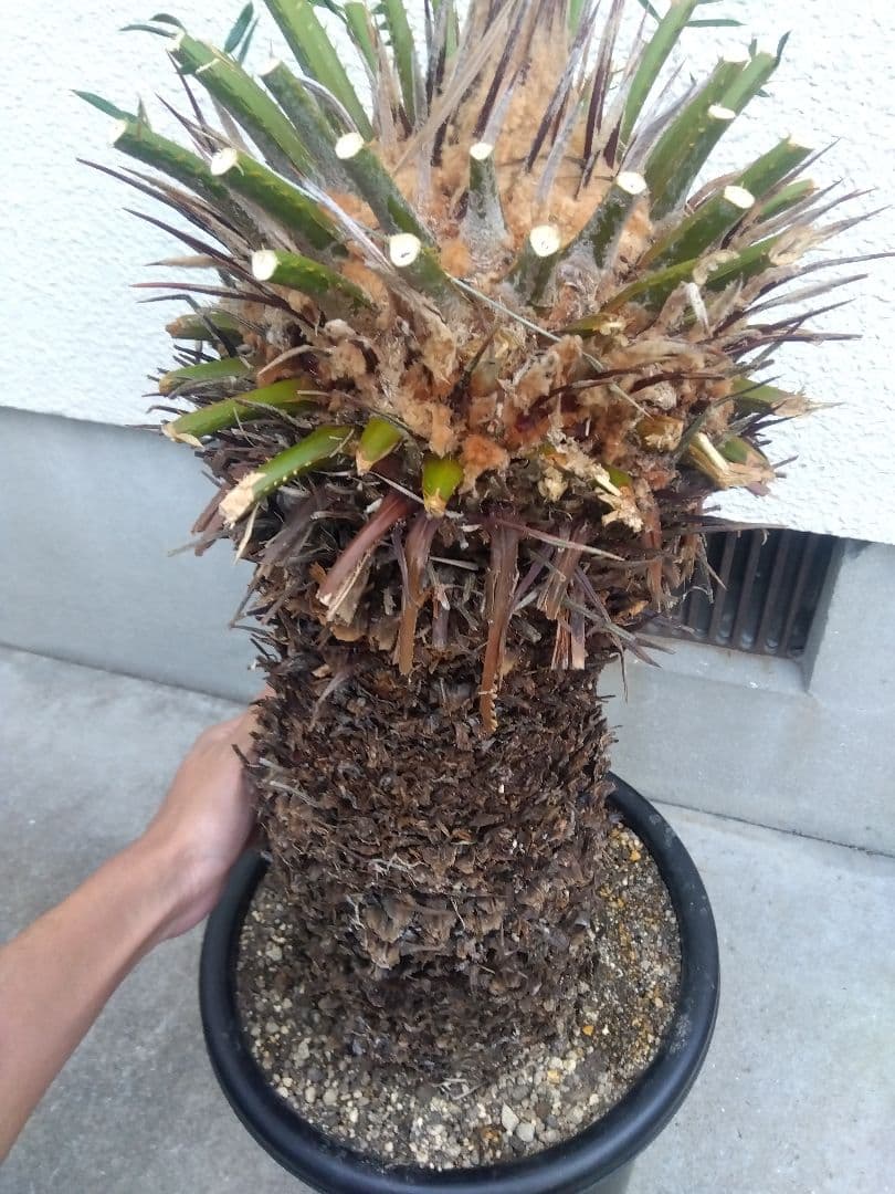 ソテツ　幹太株　⑤