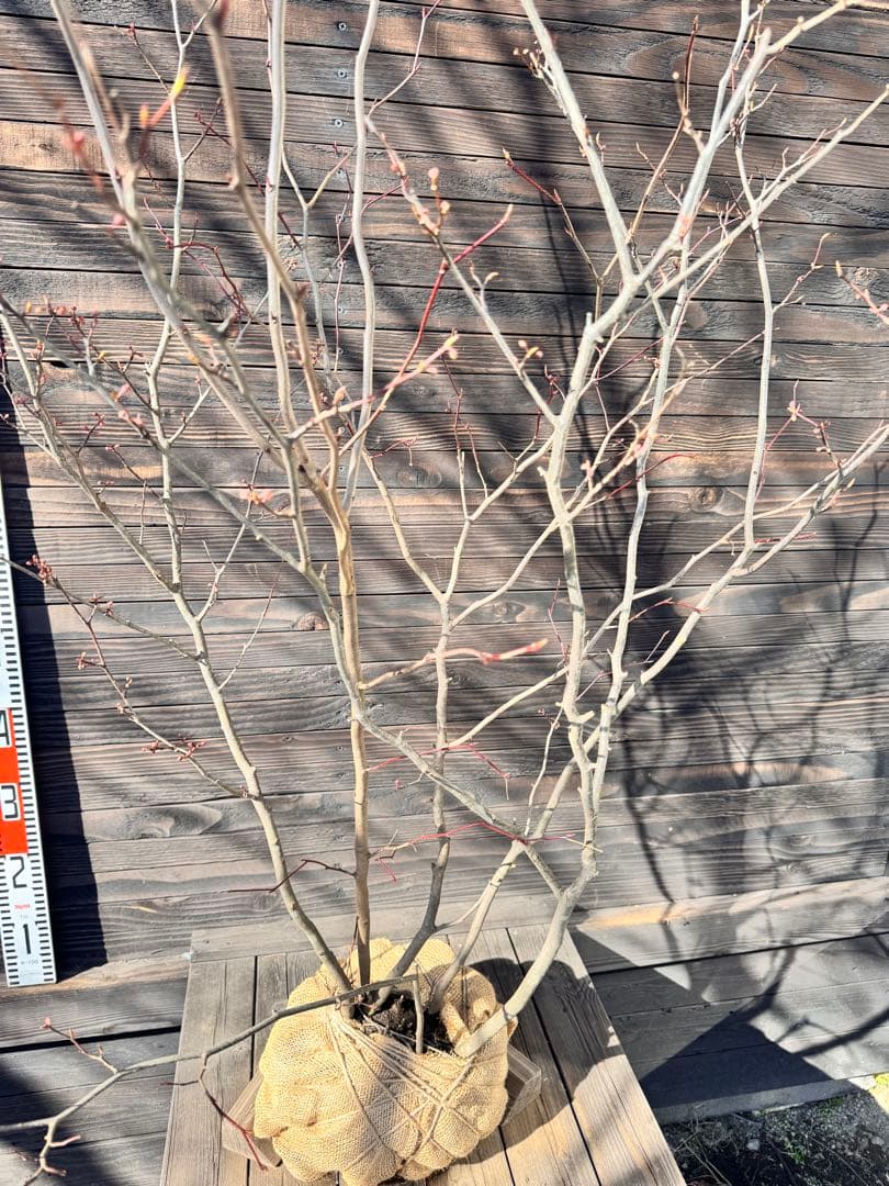 シロモジ/株立ち【現品発送】管理80011