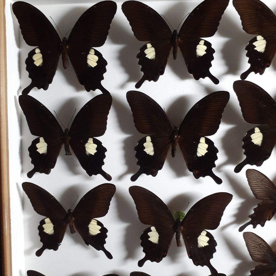 蝶標本　アゲハチョウ類8種47頭、大型ドイツ標本箱２箱入りセット