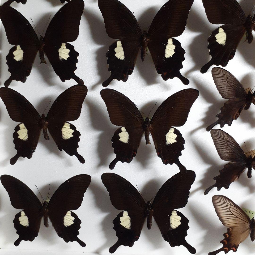 蝶標本　アゲハチョウ類8種47頭、大型ドイツ標本箱２箱入りセット